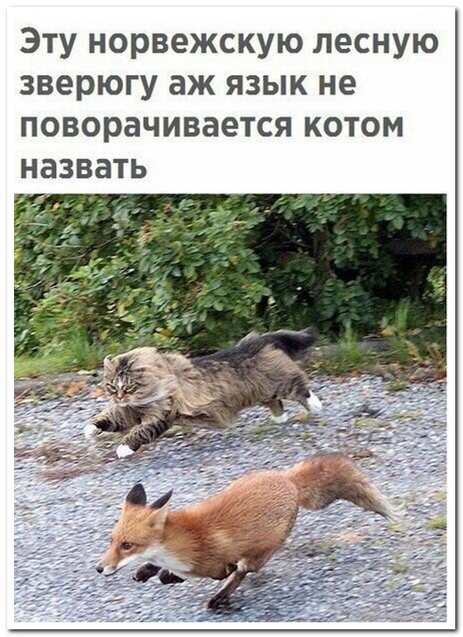 Забавные комментарии из социальных сетей