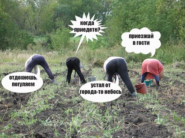 Порция картинок