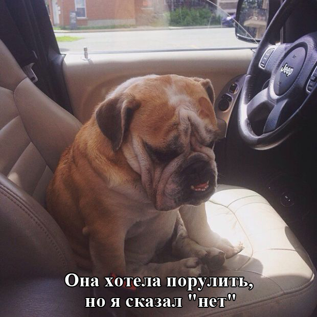 Порция картинок