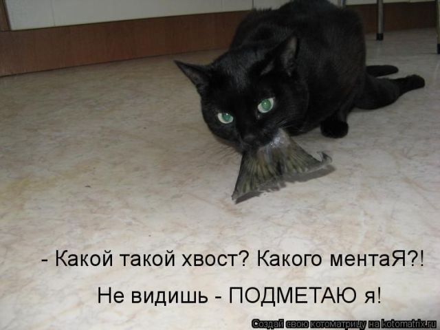 Лучшие котоматрицы недели