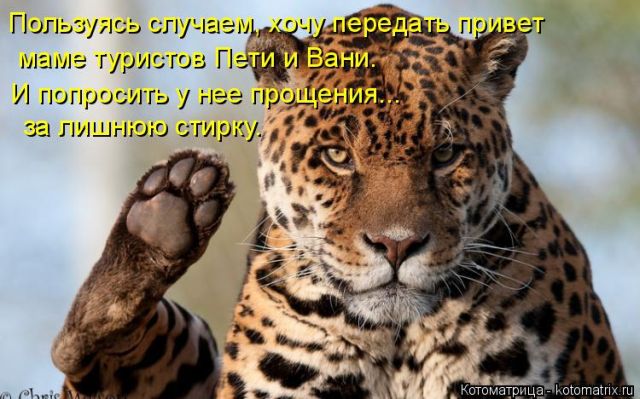 Лучшие котоматрицы недели