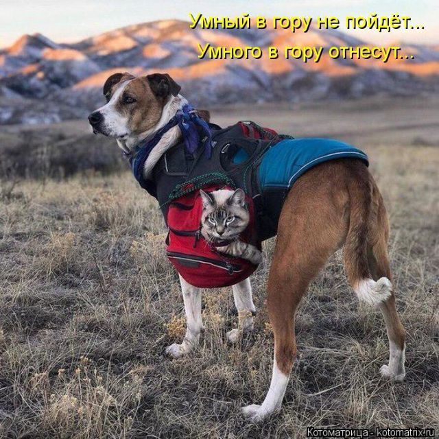 Лучшие котоматрицы недели