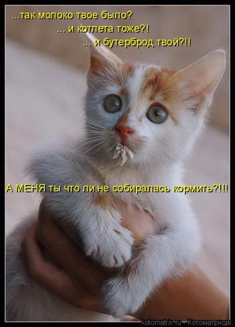 Лучшие котоматрицы недели