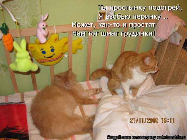Лучшие котоматрицы недели