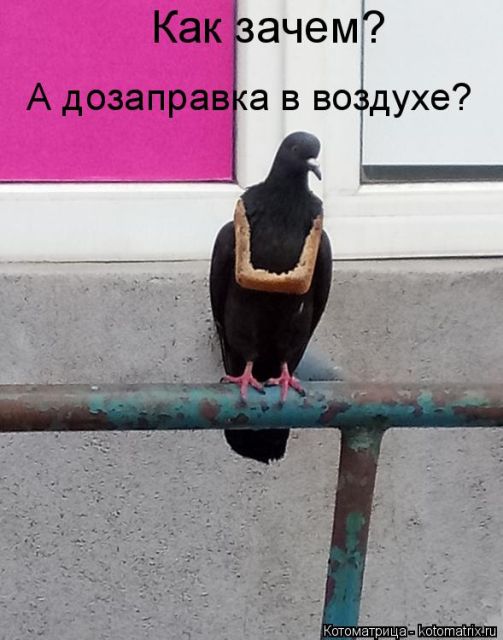 Лучшие котоматрицы недели