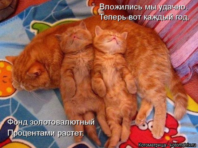 Лучшие котоматрицы недели
