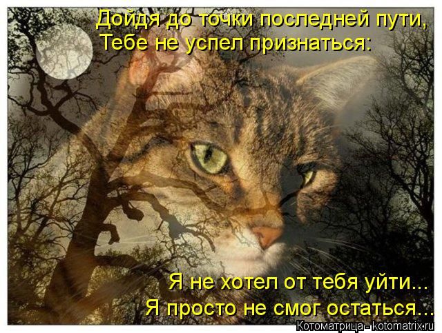 Лучшие котоматрицы недели