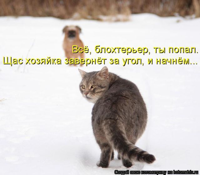 Лучшие котоматрицы недели