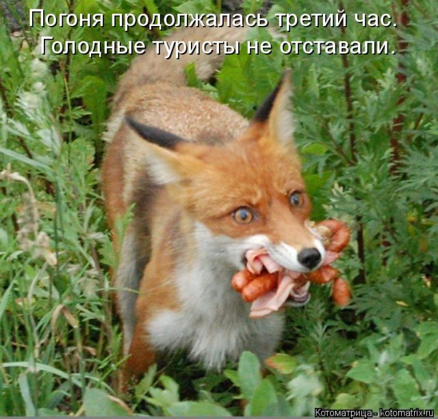 Лучшие котоматрицы недели