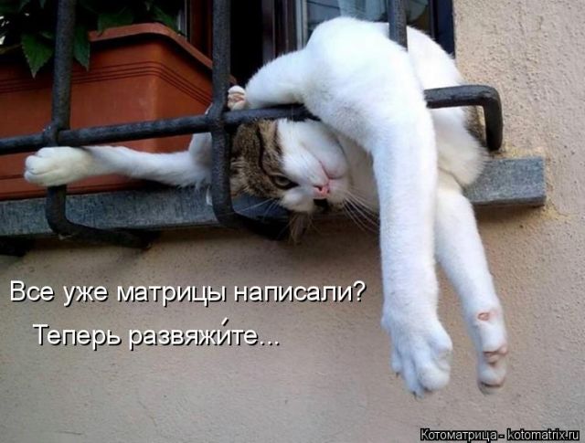 Лучшие котоматрицы недели