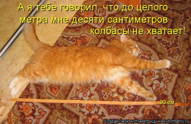 Лучшие котоматрицы недели