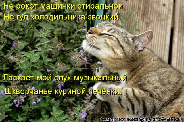 Лучшие котоматрицы недели
