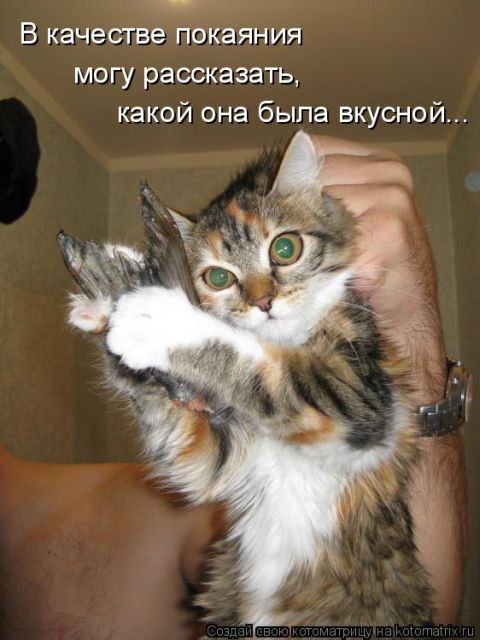 Лучшие котоматрицы недели