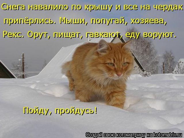 Лучшие котоматрицы недели