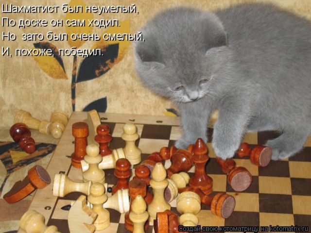 Лучшие котоматрицы недели