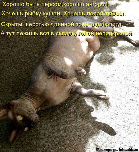 Лучшие котоматрицы недели