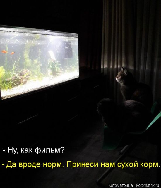 Лучшие котоматрицы недели