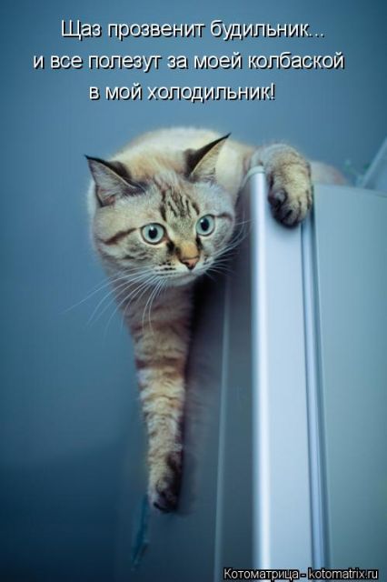 Лучшие котоматрицы недели