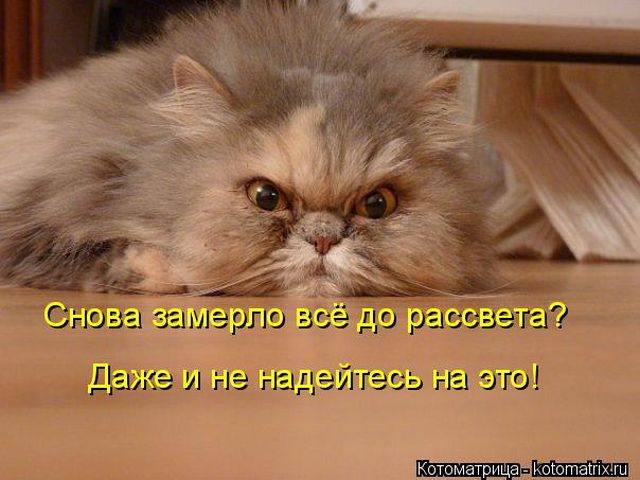 Лучшие котоматрицы недели