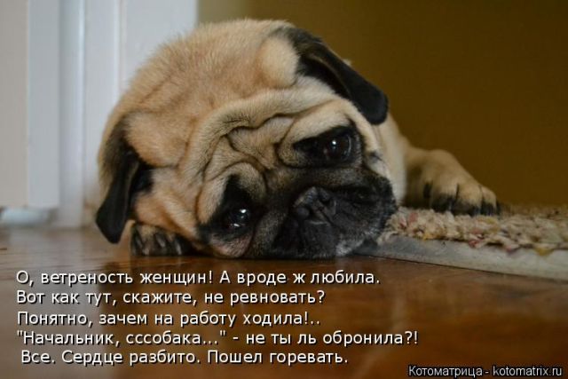 Лучшие котоматрицы недели