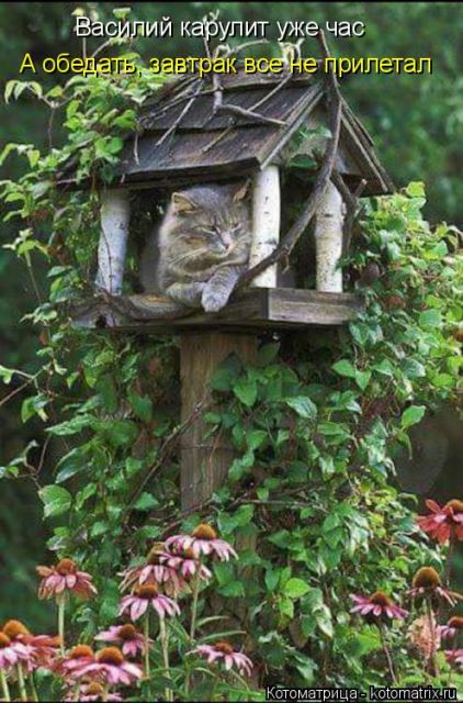 Лучшие котоматрицы недели