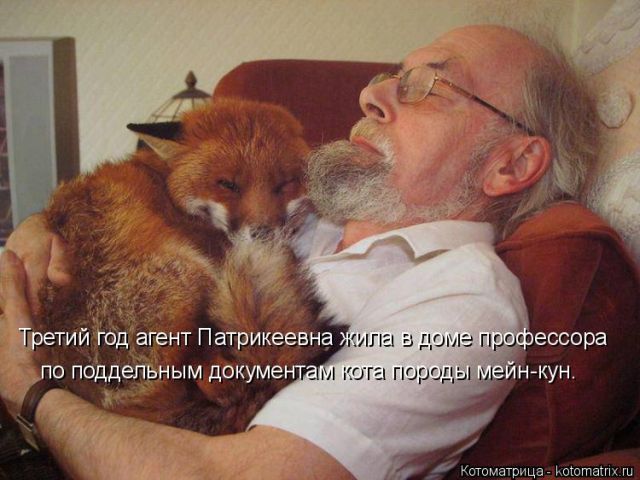 Лучшие котоматрицы недели