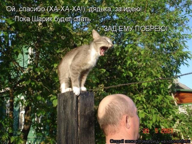 Лучшие котоматрицы недели