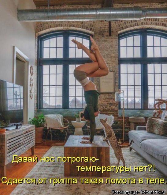 Лучшие котоматрицы недели