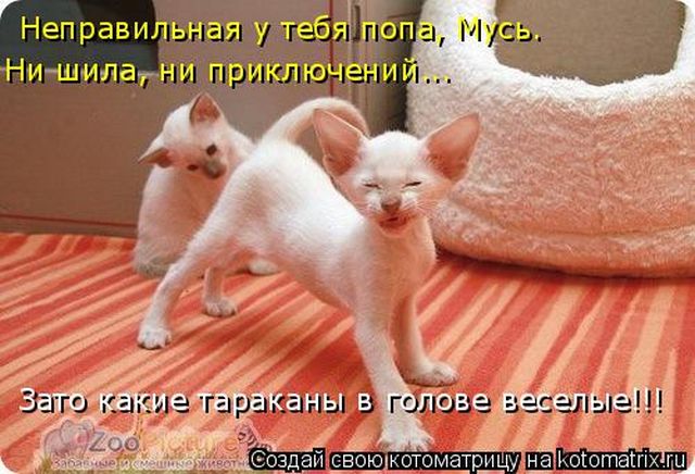 Лучшие котоматрицы недели