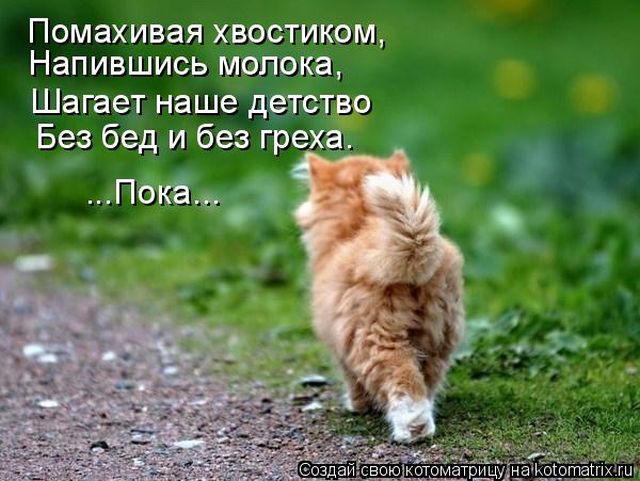 Лучшие котоматрицы недели