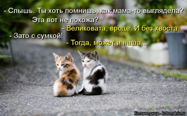 Лучшие котоматрицы недели