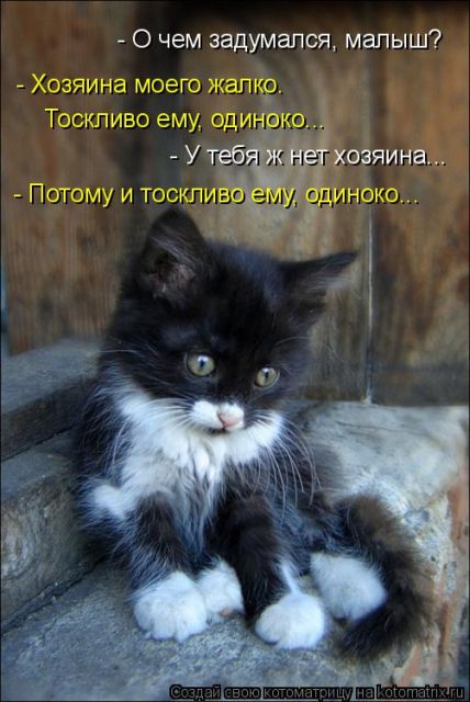 Лучшие котоматрицы недели