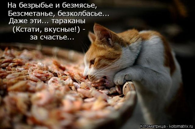 Лучшие котоматрицы недели
