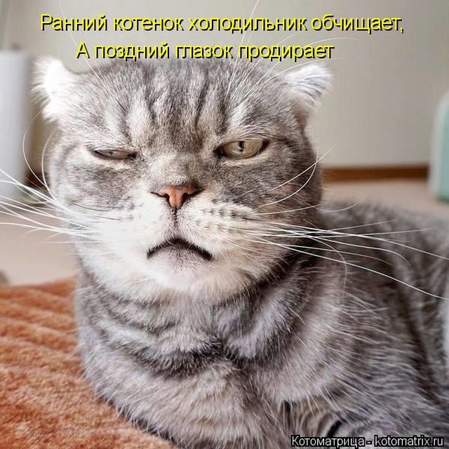 Лучшие котоматрицы недели