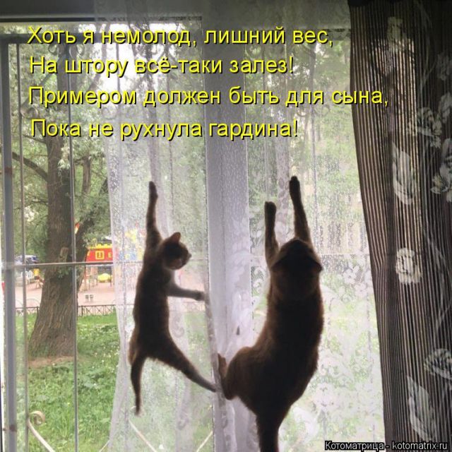 Лучшие котоматрицы недели
