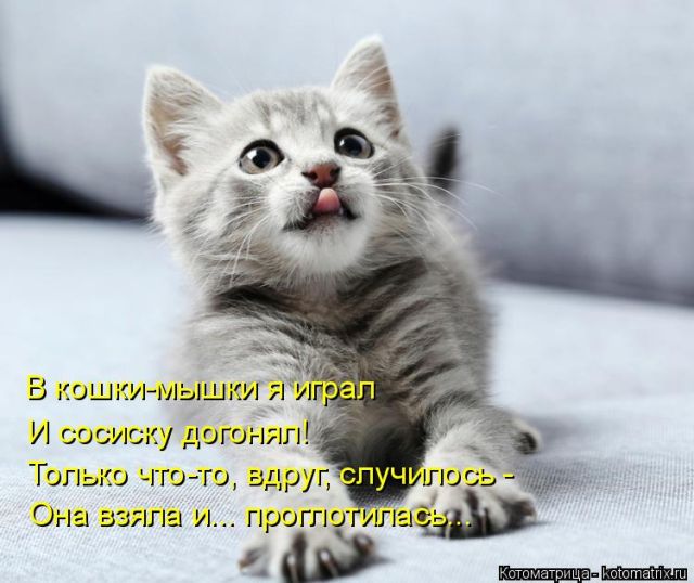 Лучшие котоматрицы недели
