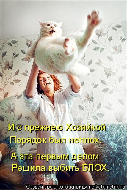 Лучшие котоматрицы недели