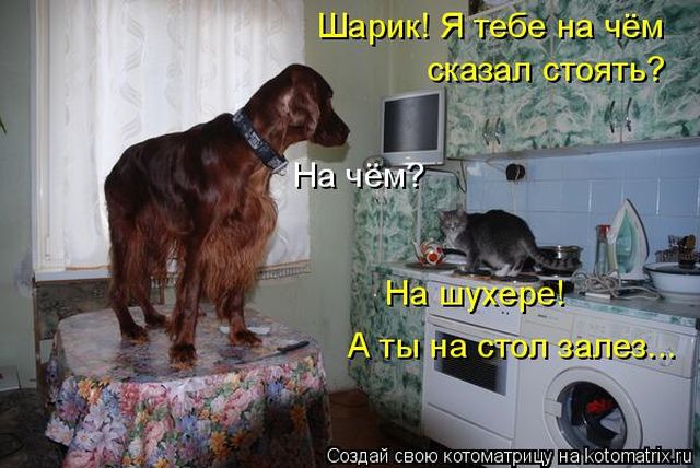 Лучшие котоматрицы недели
