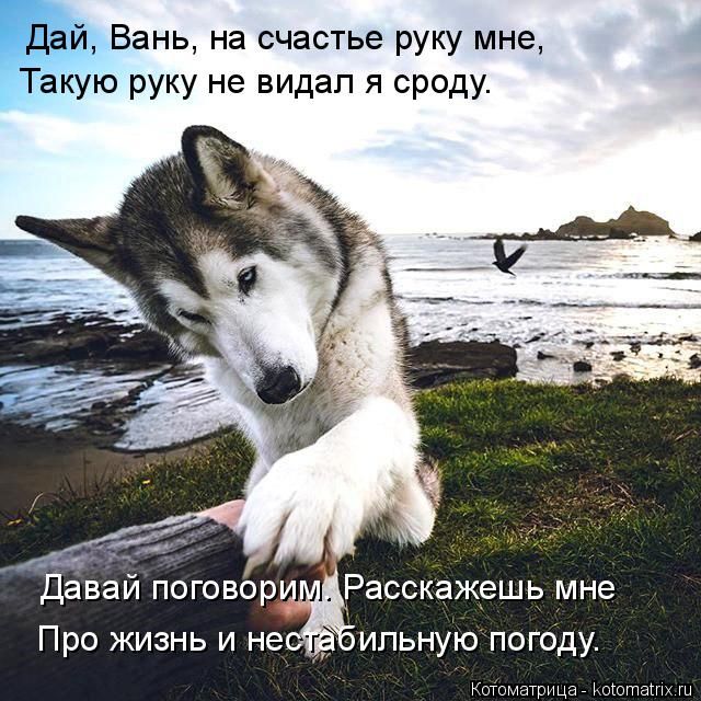 Лучшие котоматрицы недели