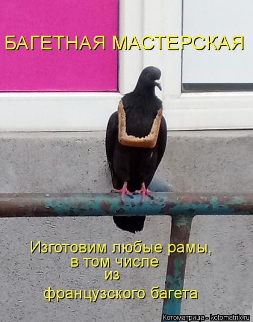 Лучшие котоматрицы недели