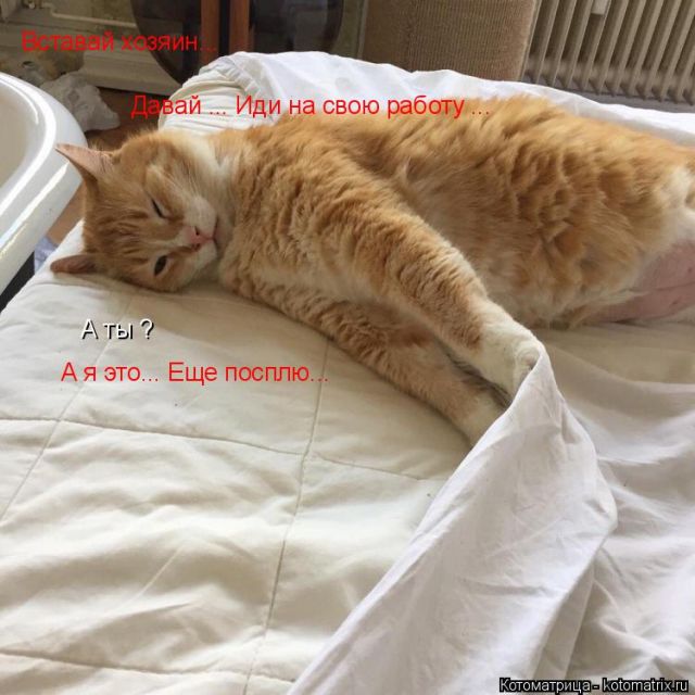 Лучшие котоматрицы недели