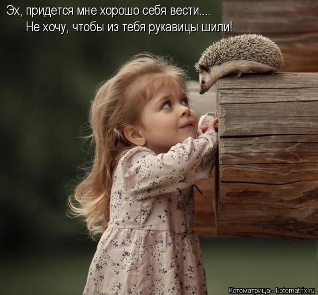 Лучшие котоматрицы недели