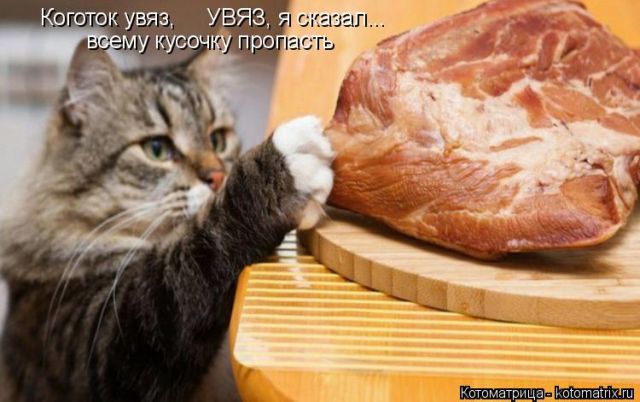 Лучшие котоматрицы недели