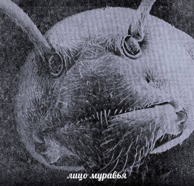 Порция картинок