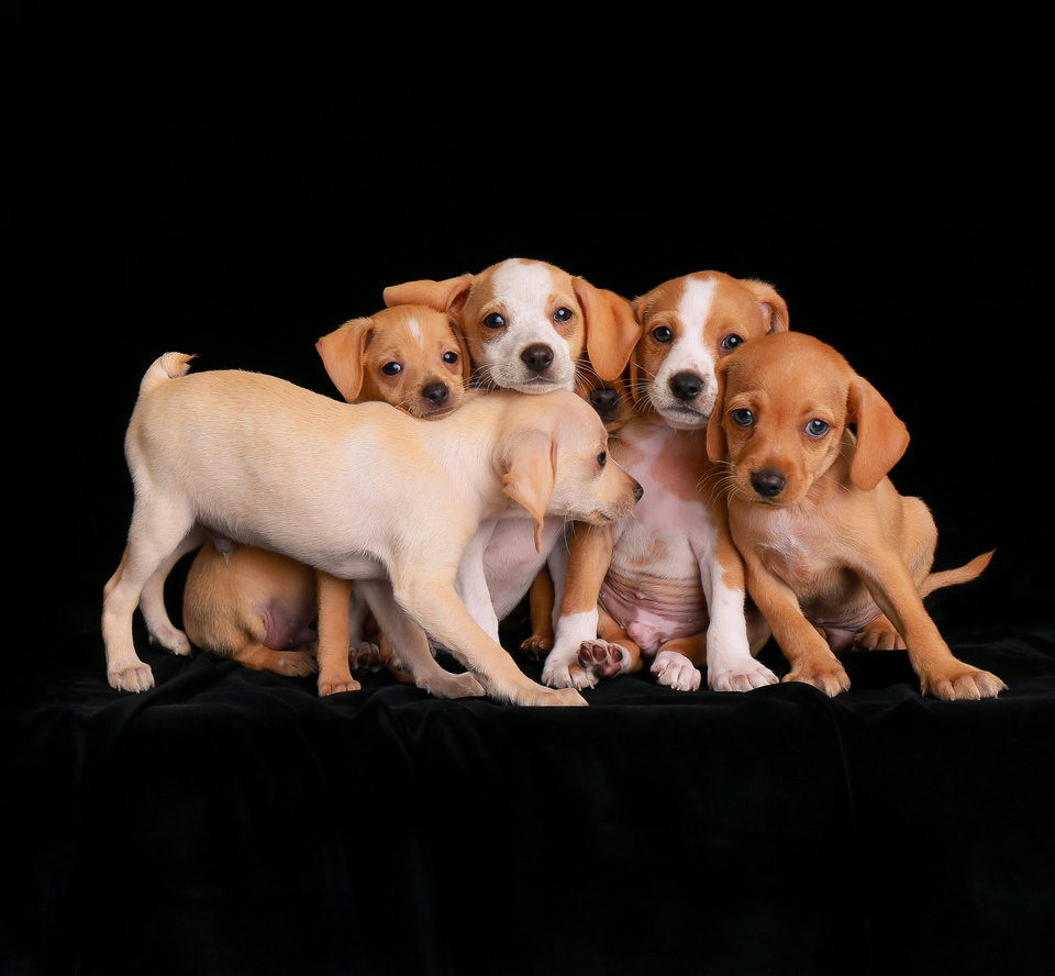 Определены победители конкурса Dog Photographer Of The Year 2018