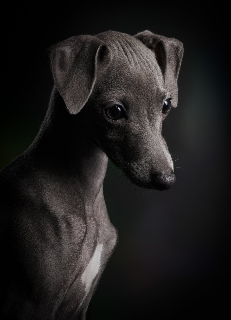 Определены победители конкурса Dog Photographer Of The Year 2018