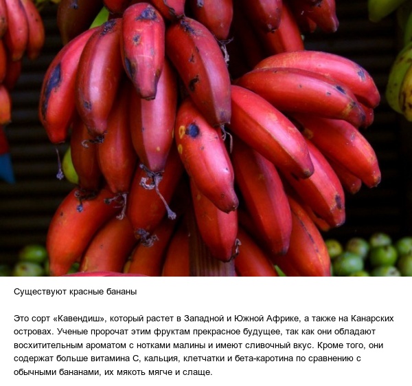 Познавательные факты обо всем на свете
