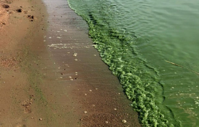 Вода в Финском заливе окрасилась в ярко зеленый цвет