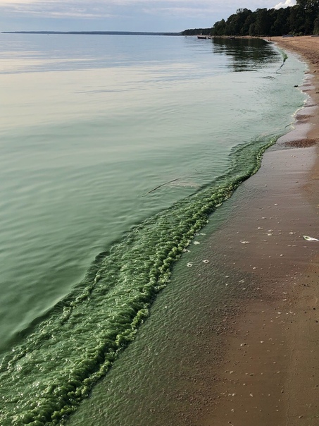 Вода в Финском заливе окрасилась в ярко зеленый цвет