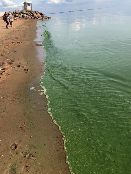 Вода в Финском заливе окрасилась в ярко зеленый цвет